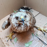 Türkeli'de Kurtarılan Yaralı Doğan