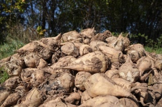 Türkiye'de Şeker Pancarı Üretiminde Kuraklık Endişesi Yok