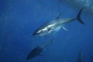 Türkiye'nin Değerli Orkinos İhracatı: Japonya ve Güney Kore Pazarları