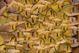 Türkiye'nin Su Ürünleri Başarısı