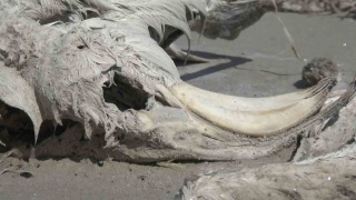 Tuz Gölü'nde Flamingo Ölümleri: Kuraklığın Etkileri