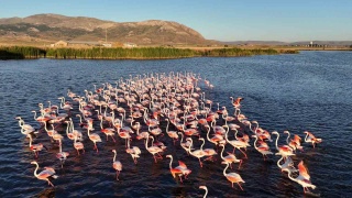 Ulaş Gölü'nün Allı Turna Masalı