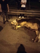 Ümraniye'de Kurbanlık Dananın Macerası