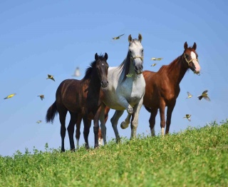 Ünlü Arap Yarış Tayları İstanbul’da Sahneye Çıkıyor