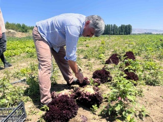 Üreticiden Tüketiciye: Marulun Uzun Yolculuğu