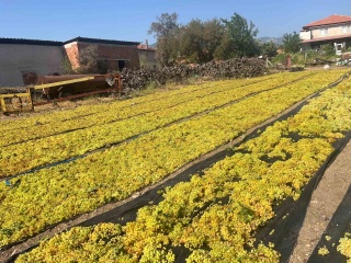 Üzüm Üreticilerinin Belirsizlikle Mücadelesi: Buldan Ovası'nda Fiyat Kaygıları