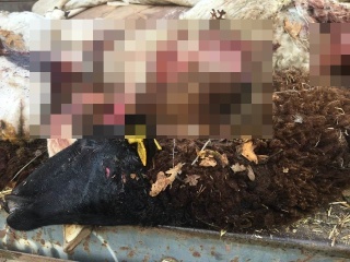 Vahşi Doğanın Tehlikesi: Kurt Saldırısının Ardından