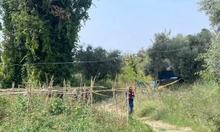 Yaban Domuzlarının Tehdidi Altındaki Ağaçlı Mahallesi