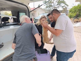 Yangın Sonrası Hayvanlara Umut Eli