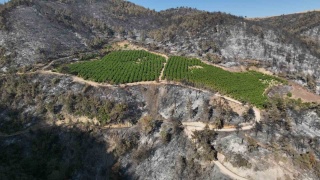 Yangına Karşı Ayakta Kalan Bahçe