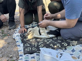 Yaren Leylek ve Yavrularının Göç Macerası