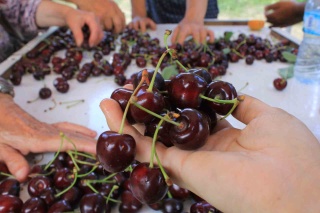 Yaş Meyve ve Sebze İhracatında Döviz Kurunun Önemi