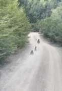 Yolda Karşılaşma: Anne Ayı ve Yavruları