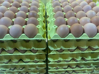 Yumurta Fiyatlarındaki Düşüş ve Alternatif Üretim Metotları