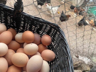 Yumurtanın Dalgalı Fiyatları ve Geleceği