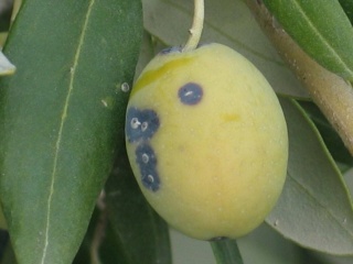 Zeytin Kabuklu Biti'ne Karşı Uyarı!