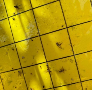 Zeytin Üreticilerine Kritik Uyarı