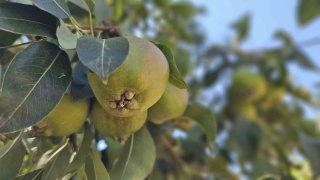 Zonguldak'ta Emeklilikte Armut Bahçesi Kurarak Başarıya Ulaşan Hasan Girgin